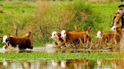 La ganadería fue muy castigada en Misiones por la crecida del río Uruguay