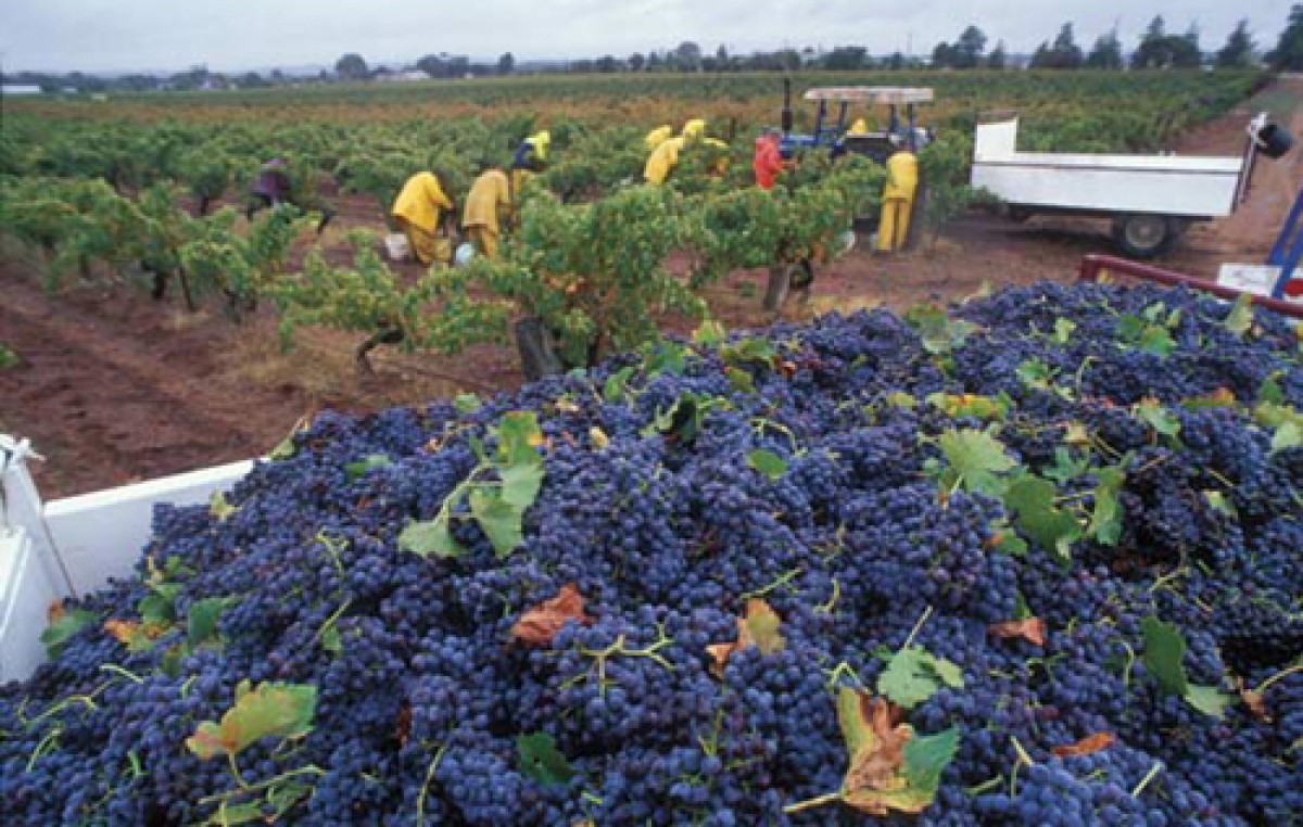 Por primera vez en la historia, España superó a Francia en el mercado mundial del vino