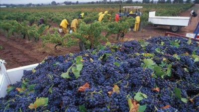 Por primera vez en la historia, España superó a Francia en el mercado mundial del vino