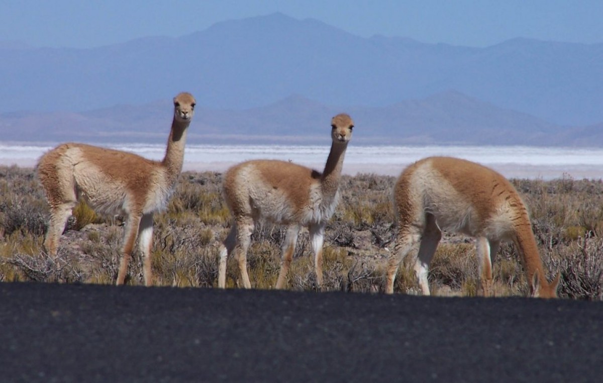 Jujuy: Reunión por conservación y manejo de vicuña en silvestría