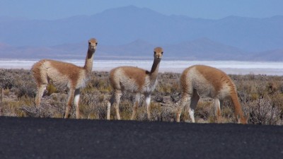 Jujuy: Reunión por conservación y manejo de vicuña en silvestría