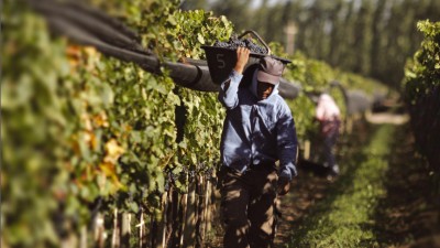 Más del 80% de los vitícolas no están registrados