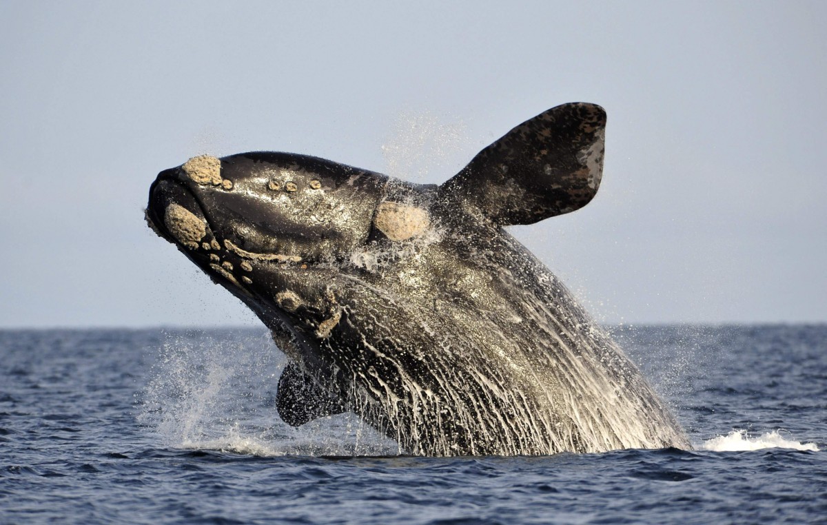 “El nivel de responsabilidad que tiene Argentina con las ballenas es ejemplar”