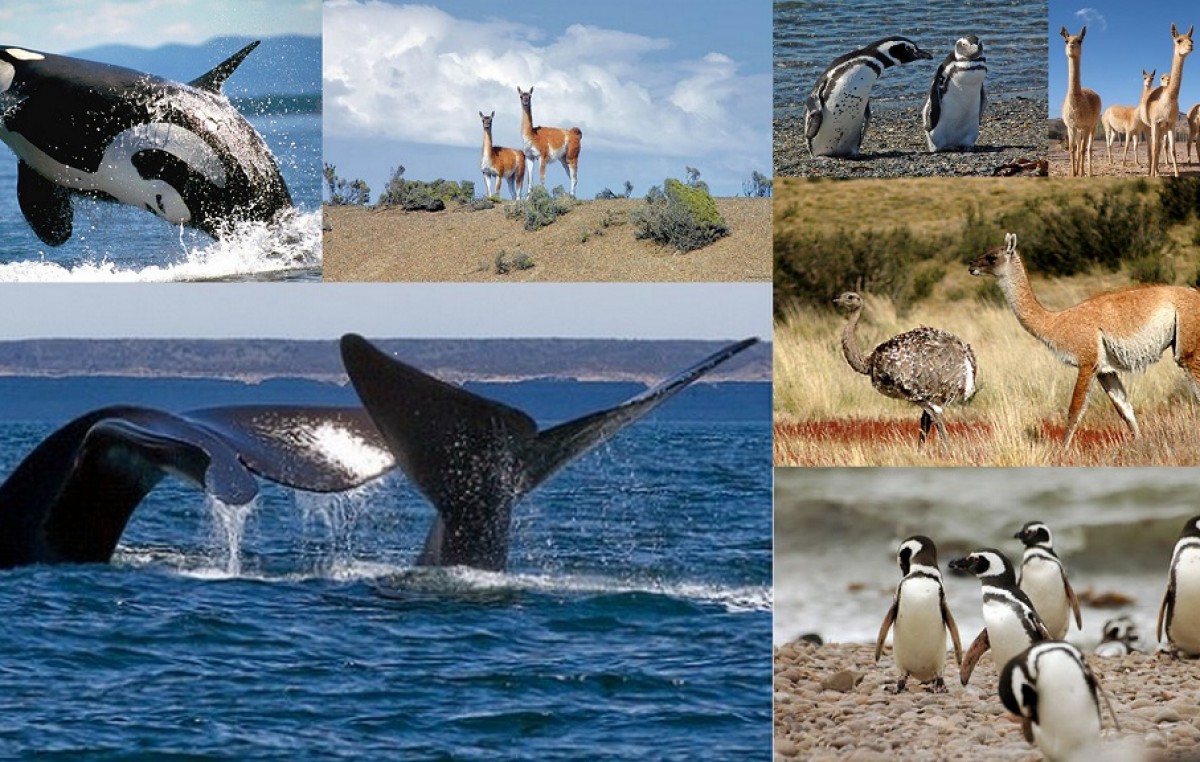 La UNESCO calificó de “impresionante” el trabajo de Chubut