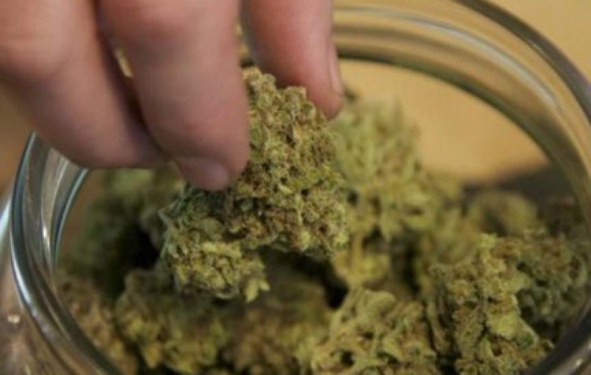 Uruguay abre registro para autocultivadores de marihuana