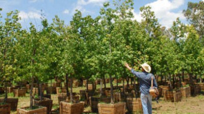 Casi 200 mil nuevos árboles tendrá la ciudad de Salta