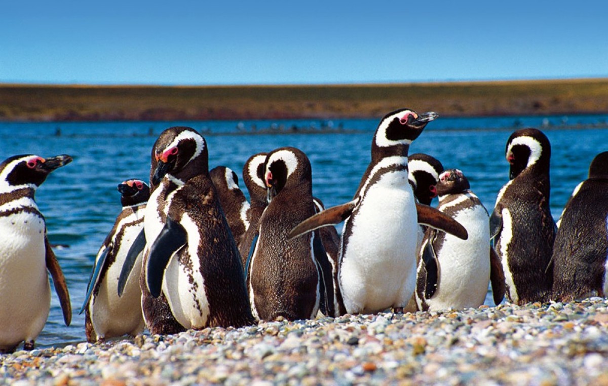 Fiesta Provincial del Pingüino, 27 y 28 de septiembre, Trelew