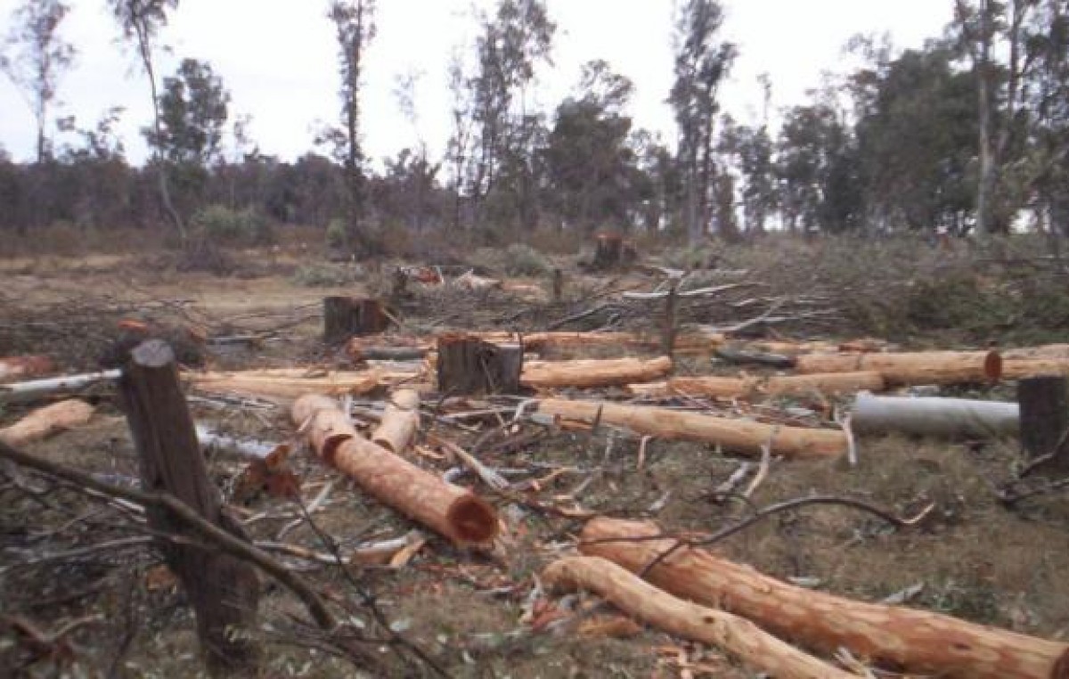 Mar Chiquita es la zona más afectada por la deforestación