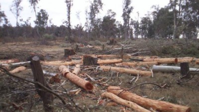 Mar Chiquita es la zona más afectada por la deforestación