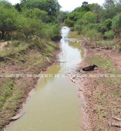 El Bermejito, un brazo del gran río Teuco o Bermejito, sobre el puente en el camino desde Misión Nueva Pompeya a Wichí - El Pintado, casi seco, y con una vaca que ya no podrá levantarse más. Solo la muerte le espera.