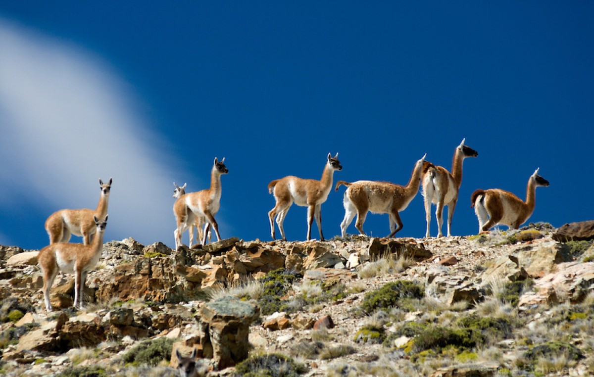 ¿ Que se quiere hacer con los guanacos en Santa Cruz ?