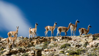 ¿ Que se quiere hacer con los guanacos en Santa Cruz ?