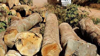 La deforestación se llevó 762.000 km² del Amazonas brasileño