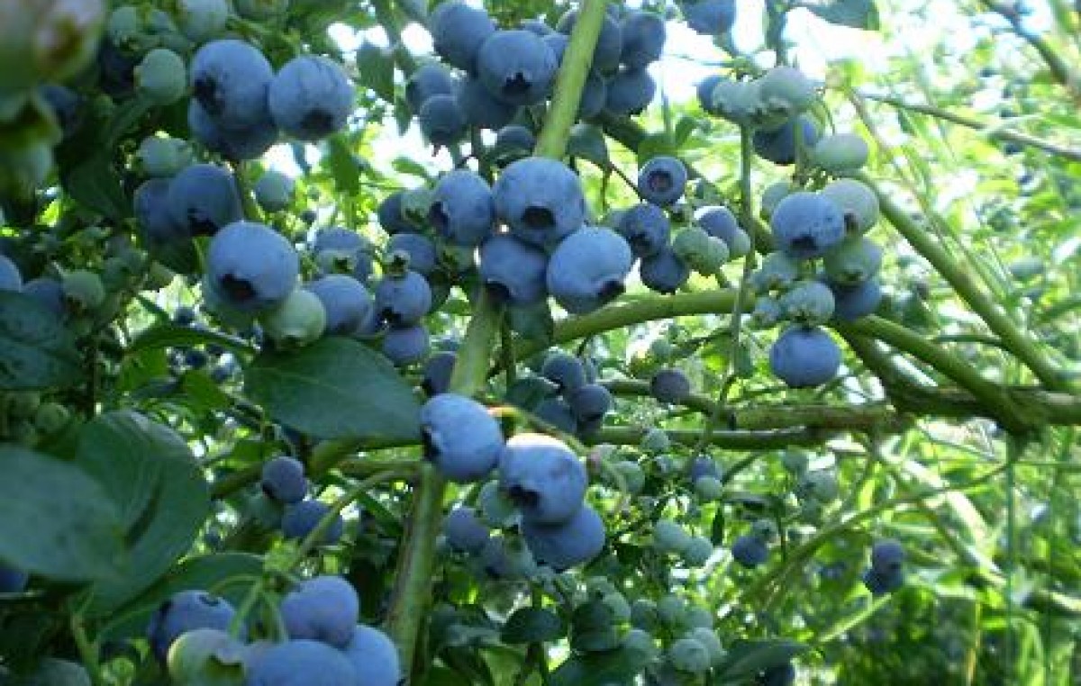 Apuestan a cosechar 2.000 toneladas de arándanos en Salta