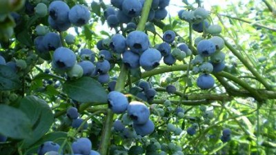 Apuestan a cosechar 2.000 toneladas de arándanos en Salta