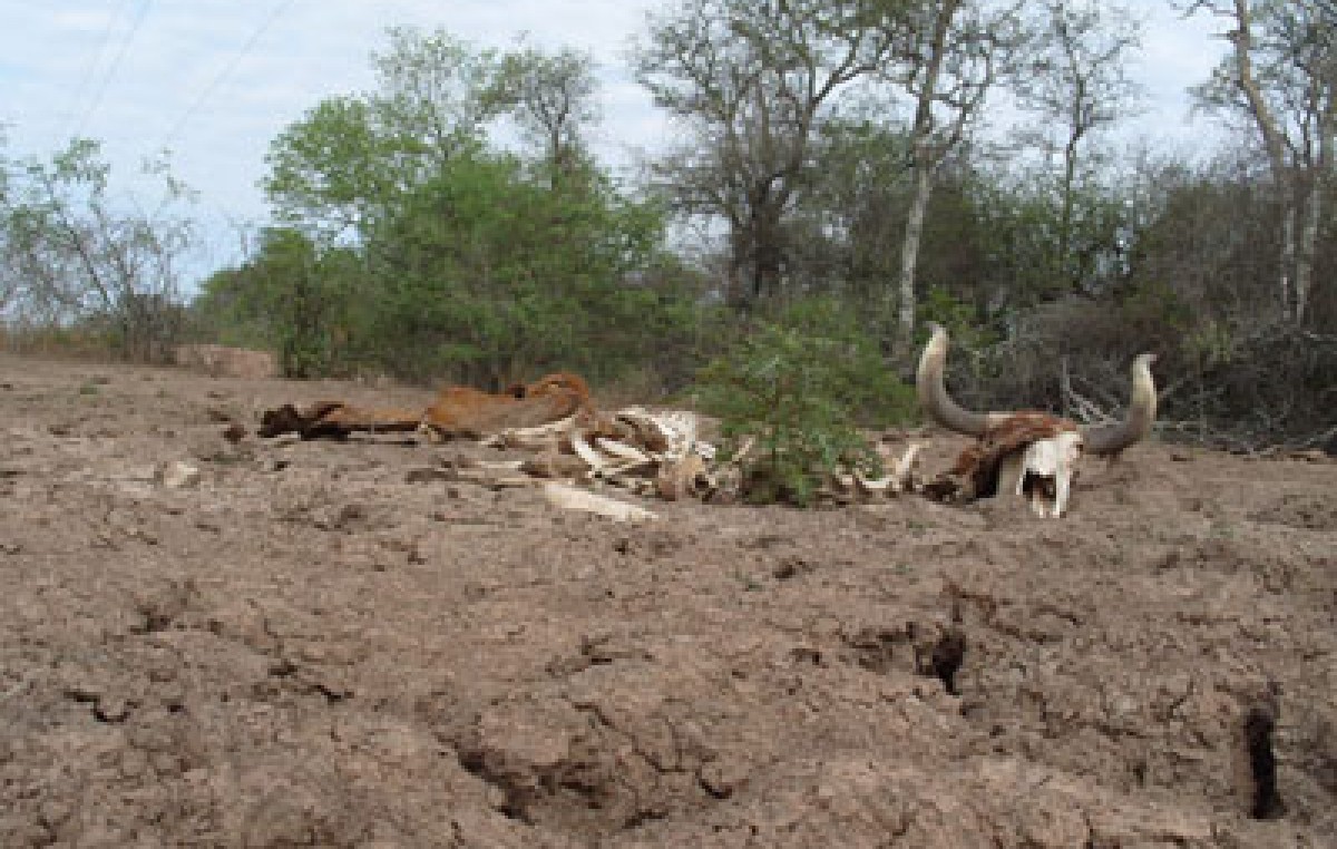 El Sauzalito: Veinte escuelas sin agua y los camiones para acarreo se rompen en el camino