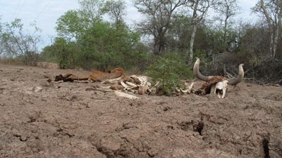 El Sauzalito: Veinte escuelas sin agua y los camiones para acarreo se rompen en el camino