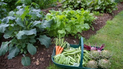Promueven la agricultura urbana entre los vecinos de Jujuy