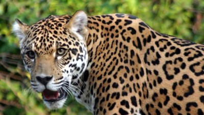 En 40 años, América latina perdió 83% de su fauna silvestre