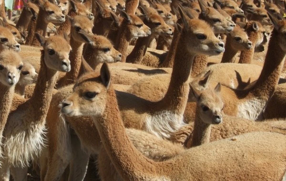 Ambiente comenzó en Catamarca la esquila de vicuñas, denominada “Chaku”