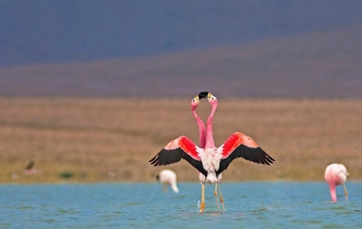 Laguna de Pozuelos, sitio de importancia internacional