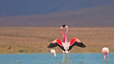 Laguna de Pozuelos, sitio de importancia internacional