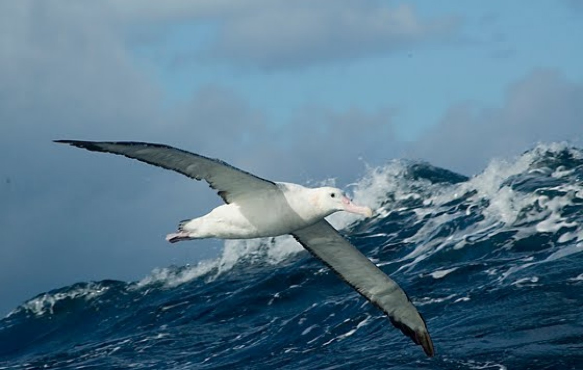 El Congreso aprobó crear un sistema nacional de Áreas Marinas Protegidas