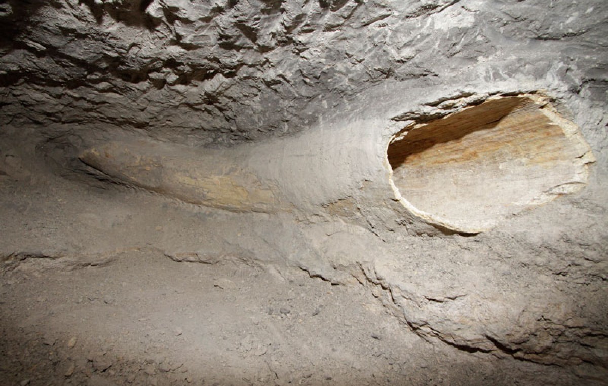 Hallan los restos de un mamut de 10.000 años AC en San Lorenzo