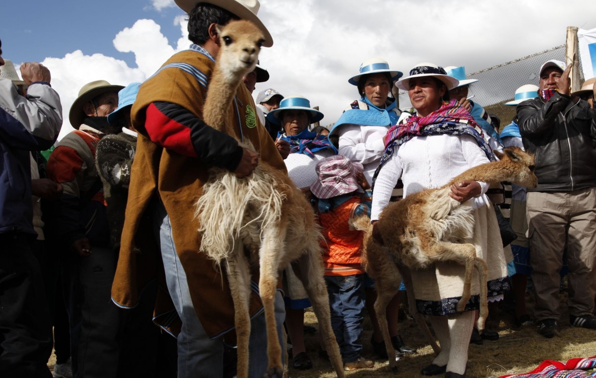 Comunidades de Yavi en exitosa esquila de vicuñas