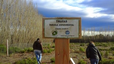 Trufas: Será “significativo” el impacto en la economía de Los Antiguos