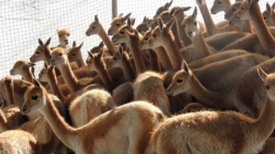 Yavi: Satisfactoria prueba piloto de captura y esquila de vicuñas en Silvestría