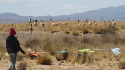 Santa Catalina: Esquila con chaku para conservación de vicuñas