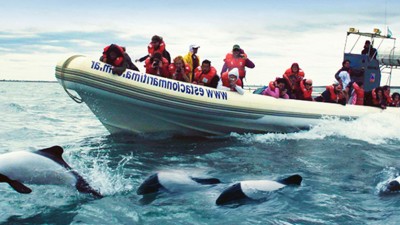 Comienza en Rawson la temporada de “Toninas, el delfín patagónico”