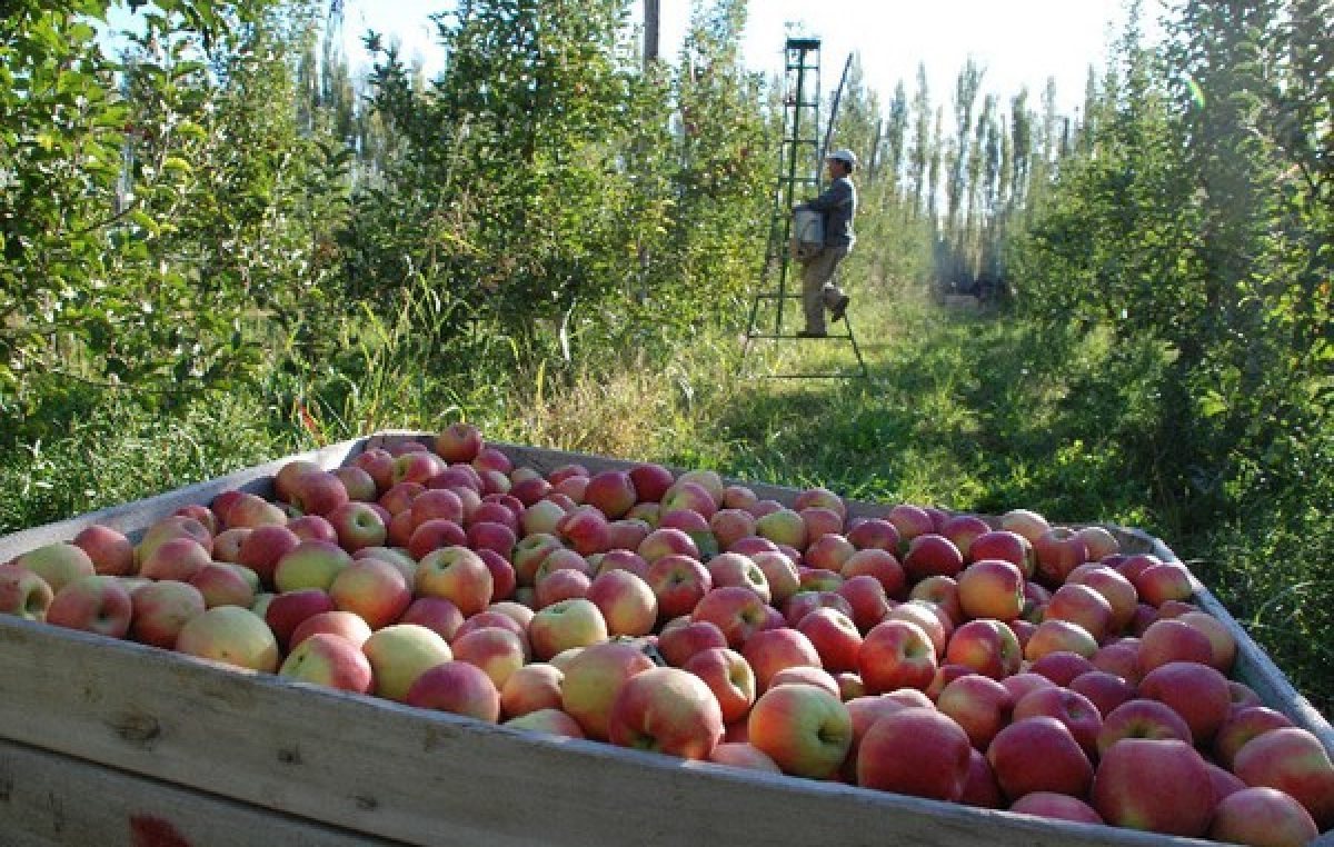 Dos mercados gigantes para la fruta de la región Patagónica