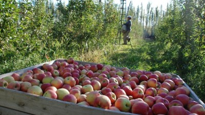 Dos mercados gigantes para la fruta de la región Patagónica