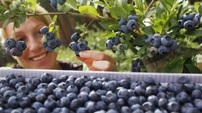 Concordia termina la cosecha de arándanos liderando en las exportaciones