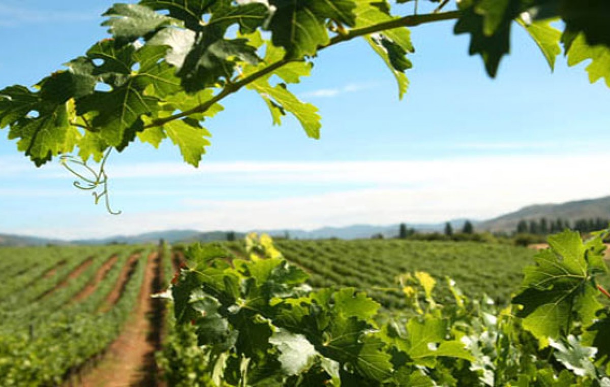 La región de Mainqué, Río Negro, fue designada mejor terruño de Argentina para producción de vinos Malbec