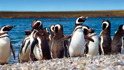 Punta Tombo dispondrá de internet y telefonía celular