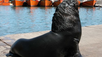 Récord histórico de turistas en Mar del Plata