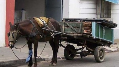 Insisten con la prohibición de tracción a sangre en Rosario