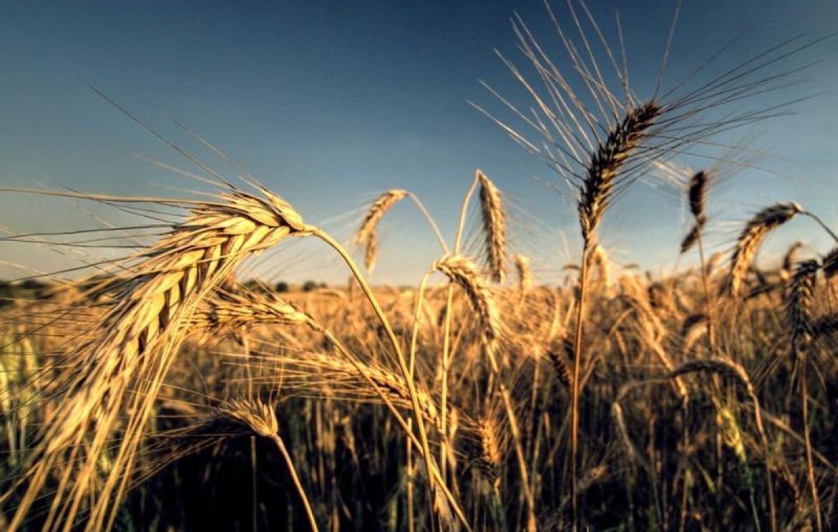 Acuerdan beneficios para pequeños productores de trigo y soja