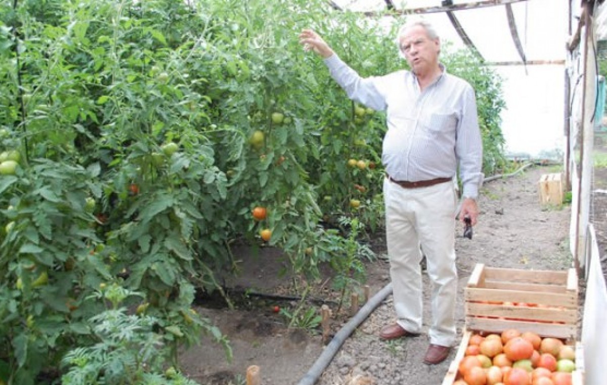 La producción de los invernáculos de Trelew se destina a un amplio mercado patagónico