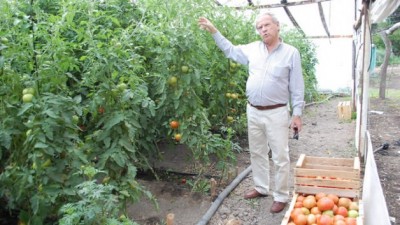 La producción de los invernáculos de Trelew se destina a un amplio mercado patagónico