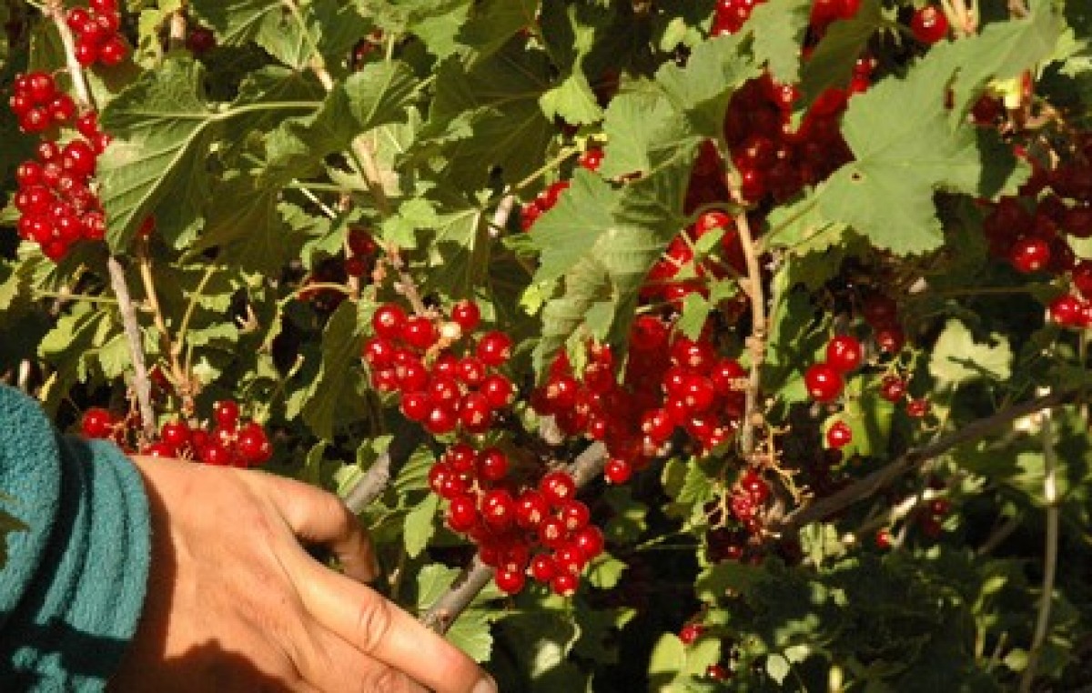 La cosecha en Los Antiguos superará el millón de kilos de cereza