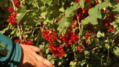 La cosecha en Los Antiguos superará el millón de kilos de cereza