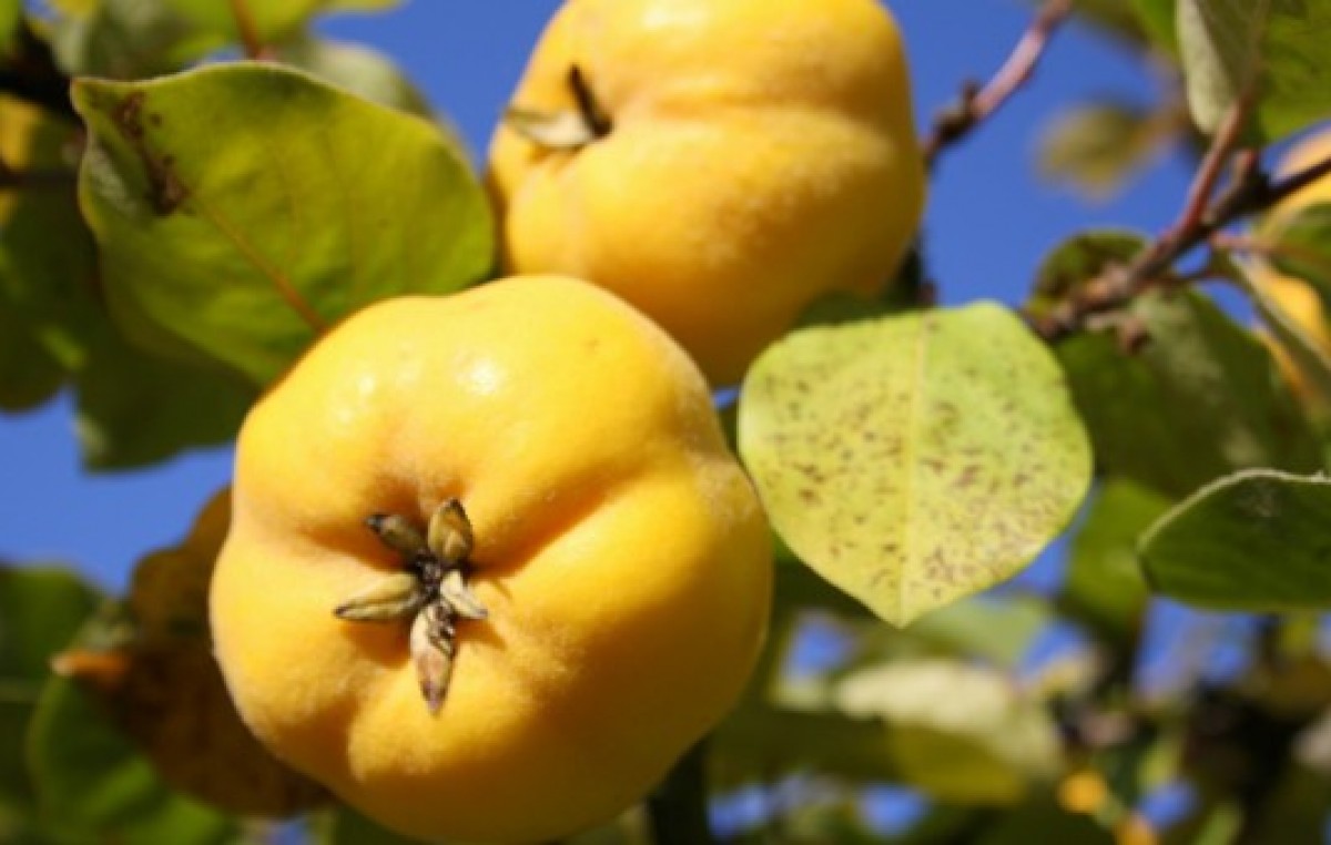 El Municipio de Andalgalá interviene en la venta de membrillo