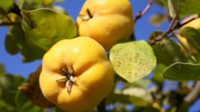 El Municipio de Andalgalá interviene en la venta de membrillo