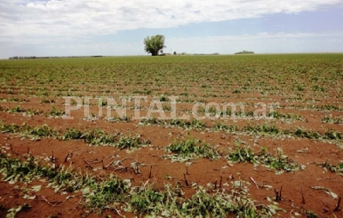 Unas 8.000 hectáreas fueron dañadas por la piedra en la zona rural de Deheza