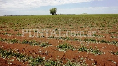 Unas 8.000 hectáreas fueron dañadas por la piedra en la zona rural de Deheza