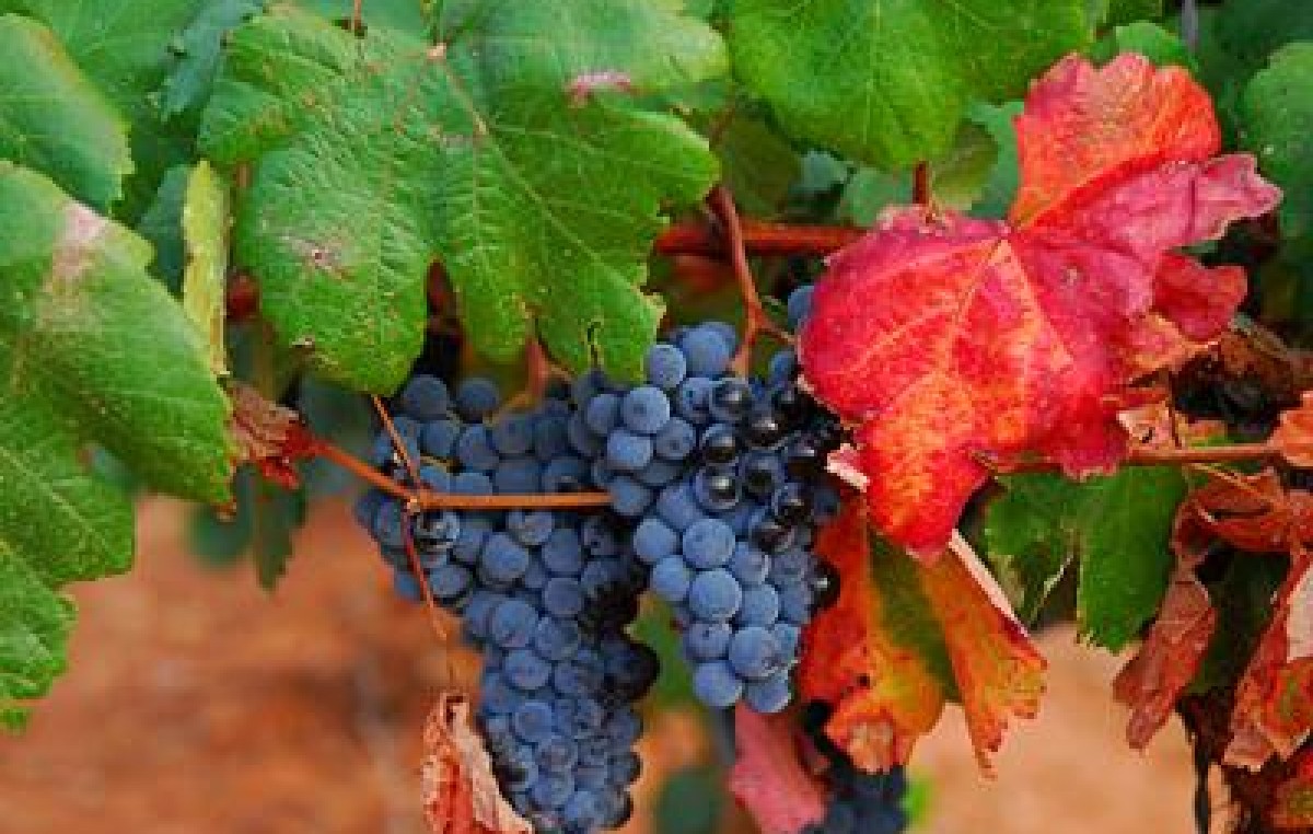 Agricultura destina 19 millones de pesos para asistir a pequeños productores de La Rioja